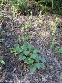 gooseberry-leaf alumroot (<em>Heuchera grossulariifolia var. tenuifolium</em>)
