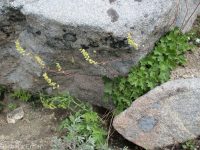 gooseberry-leaf alumroot (<em>Heuchera grossulariifolia var. tenuifolium</em>)