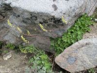 gooseberry-leaf alumroot (<em>Heuchera grossulariifolia var. tenuifolium</em>)