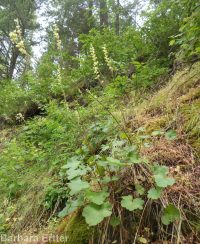 gooseberry-leaf alumroot (<em>Heuchera grossulariifolia var. tenuifolium</em>)