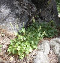 gooseberry-leaf alumroot (<em>Heuchera grossulariifolia var. tenuifolium</em>)
