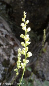 gooseberry-leaf alumroot (<em>Heuchera grossulariifolia var. tenuifolium</em>)