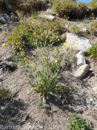 western or Scouler's hawkweed (<em>Hieracium scouleri</em>)