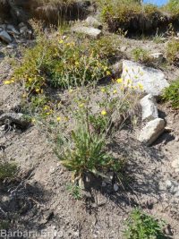 western or Scouler's hawkweed (<em>Hieracium scouleri</em>)