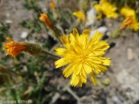 western or Scouler's hawkweed (<em>Hieracium scouleri</em>)