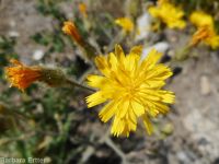 western or Scouler's hawkweed (<em>Hieracium scouleri</em>)