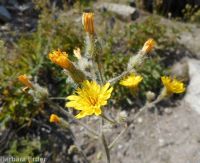 western or Scouler's hawkweed (<em>Hieracium scouleri</em>)
