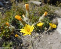 western or Scouler's hawkweed (<em>Hieracium scouleri</em>)