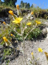 western or Scouler's hawkweed (<em>Hieracium scouleri</em>)