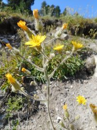 western or Scouler's hawkweed (<em>Hieracium scouleri</em>)