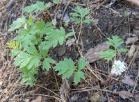 ballhead waterleaf, woolly-breeches (<em>Hydrophyllum capitatum var. capitatum</em>)