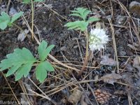 ballhead waterleaf, woolly-breeches (<em>Hydrophyllum capitatum var. capitatum</em>)