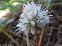 ballhead waterleaf, woolly-breeches (<em>Hydrophyllum capitatum var. capitatum</em>)
