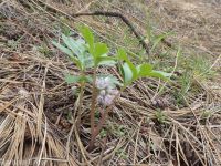 ballhead waterleaf, woolly-breeches (<em>Hydrophyllum capitatum var. capitatum</em>)