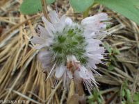 ballhead waterleaf, woolly-breeches (<em>Hydrophyllum capitatum var. capitatum</em>)