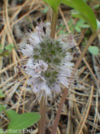 ballhead waterleaf, woolly-breeches (<em>Hydrophyllum capitatum var. capitatum</em>)