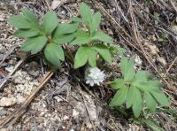 ballhead waterleaf, woolly-breeches (<em>Hydrophyllum capitatum var. capitatum</em>)