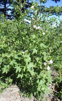 mountain hollyhock, streambank globemallow (<em>Iliamna rivularis</em>)