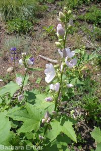 mountain hollyhock, streambank globemallow (<em>Iliamna rivularis</em>)