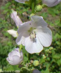 mountain hollyhock, streambank globemallow (<em>Iliamna rivularis</em>)