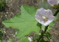 mountain hollyhock, streambank globemallow (<em>Iliamna rivularis</em>)