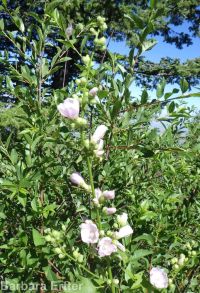 mountain hollyhock, streambank globemallow (<em>Iliamna rivularis</em>)
