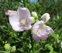 mountain hollyhock, streambank globemallow (<em>Iliamna rivularis</em>)