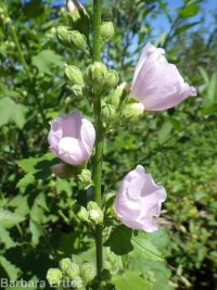 mountain hollyhock, streambank globemallow (<em>Iliamna rivularis</em>)