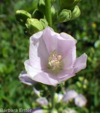mountain hollyhock, streambank globemallow (<em>Iliamna rivularis</em>)