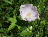 mountain hollyhock, streambank globemallow (<em>Iliamna rivularis</em>)