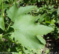 mountain hollyhock, streambank globemallow (<em>Iliamna rivularis</em>)