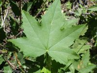 mountain hollyhock, streambank globemallow (<em>Iliamna rivularis</em>)