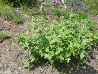 mountain hollyhock, streambank globemallow (<em>Iliamna rivularis</em>)