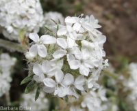 ballhead gilia (<em>Ipomopsis congesta ssp. viridis</em>)