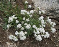 ballhead gilia (<em>Ipomopsis congesta ssp. viridis</em>)