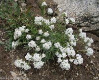 ballhead gilia (<em>Ipomopsis congesta ssp. viridis</em>)