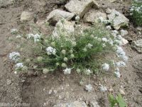 ballhead gilia (<em>Ipomopsis congesta ssp. viridis</em>)