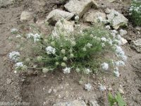 ballhead gilia (<em>Ipomopsis congesta ssp. viridis</em>)