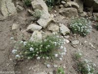 ballhead gilia (<em>Ipomopsis congesta ssp. viridis</em>)
