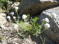 ballhead gilia (<em>Ipomopsis congesta ssp. viridis</em>)