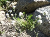 ballhead gilia (<em>Ipomopsis congesta ssp. viridis</em>)