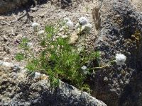 ballhead gilia (<em>Ipomopsis congesta ssp. viridis</em>)