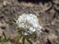 ballhead gilia (<em>Ipomopsis congesta ssp. viridis</em>)