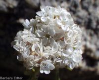 ballhead gilia (<em>Ipomopsis congesta ssp. viridis</em>)