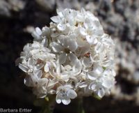 ballhead gilia (<em>Ipomopsis congesta ssp. viridis</em>)