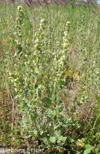 povertyweed (<em>Iva axillaris</em>)