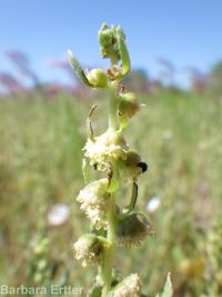 povertyweed (<em>Iva axillaris</em>)