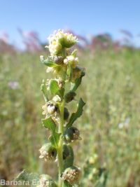 povertyweed (<em>Iva axillaris</em>)