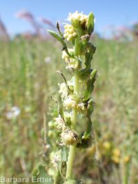 povertyweed (<em>Iva axillaris</em>)