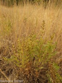povertyweed (<em>Iva axillaris</em>)
